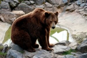 1 Brown Bear Drinking Game – Complete Beginner Guide, Rules & How It Works